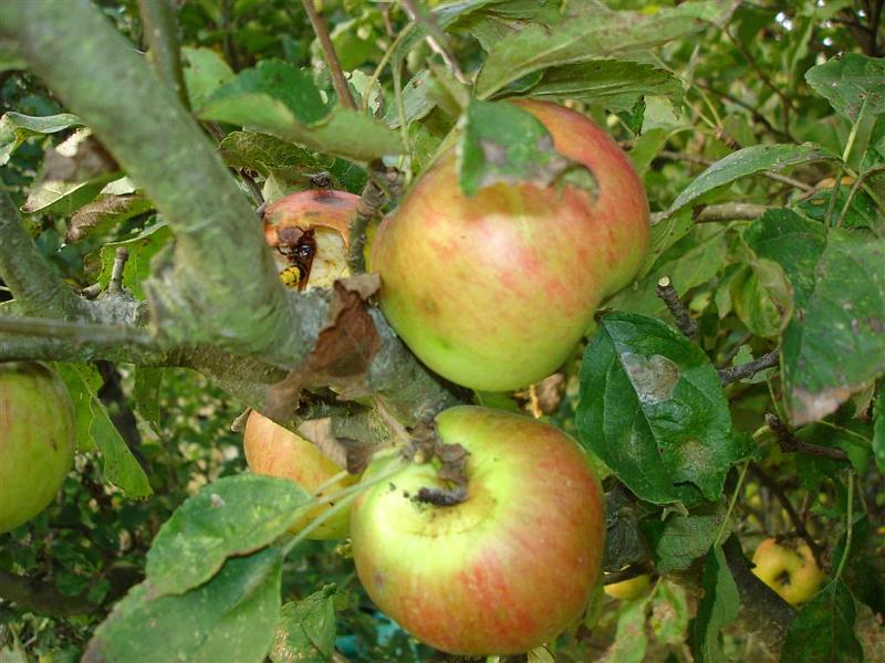 Pommier 1 (1ere rangee)